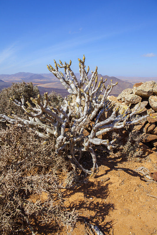 Tabaibas和种子在Tablero del Saladillo - Fuerteventura